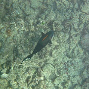 Picture 026